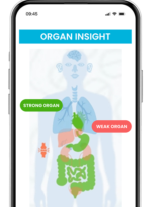 Organ Insight